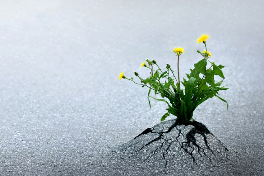 Systemische Forschungsperspektiven: Resilienz, Salutgenese und Transformation